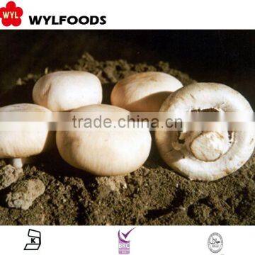 china mushrooms frozen button mushroom with good quality