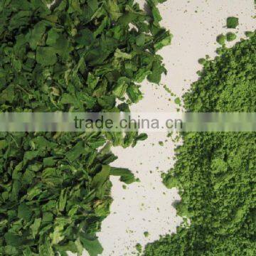 China Import Direct Spinach Extract Latest Products in Market photo-4