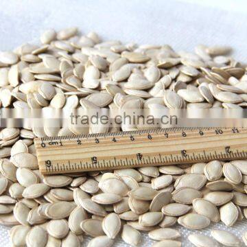 chinese inner mongolia new shine skin pumpkin seeds