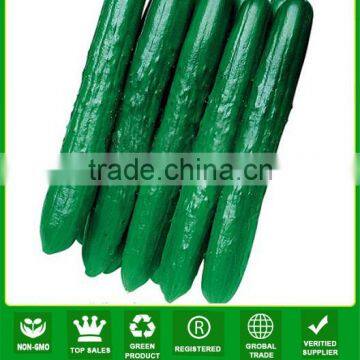 CU11 Greenstar f1 hybrid quality vegetable seeds cucumber seeds for planting