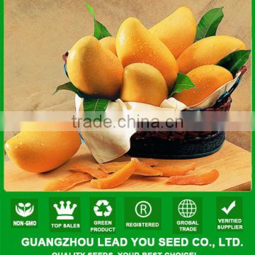 JMG01 Huangzuan Mango seeds for sale, planting mango seeds