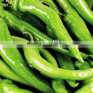 hybrid F1 green pepper seeds