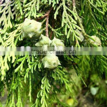 100% Natural Cypress Oil/ Cypress Essential Oil