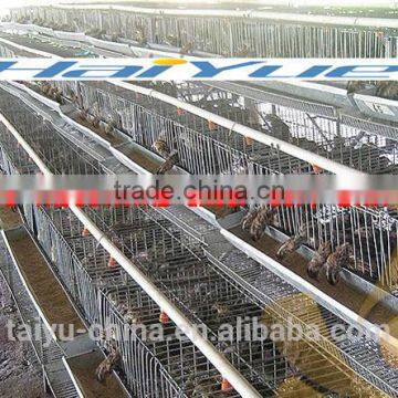 Battery Cage Quail