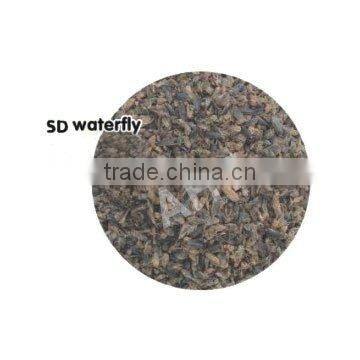 dried waterflies