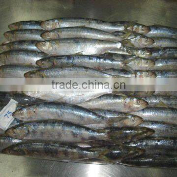 frozen sardines