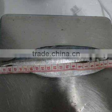 Frozen Horse Mackerel Trachurus Trachurus 20cm+ photo-2