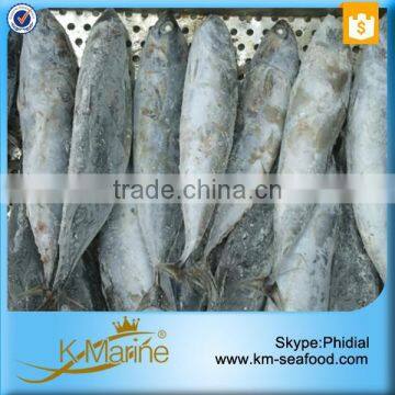 Whole Frozen Frigate Tuna photo-2