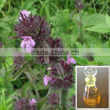 Best Selling Products Organic Seed for High Quality Nepeta Oil