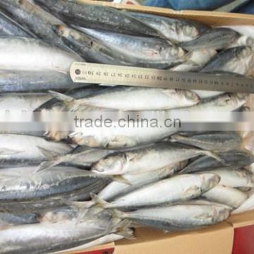 Round scad China Exporter with frozen size 80 pcs / 10 kg ctn