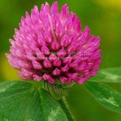 Red Clover P.E. Isoflavones 20%, Red Clover Extract, Trifolium pratense Extract, women supplement, Yongyuan Bio