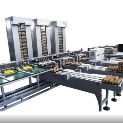Hot Sale Chicken Egg Processing Equipment