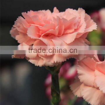 Wide variety Medium pink crazing selling carnation