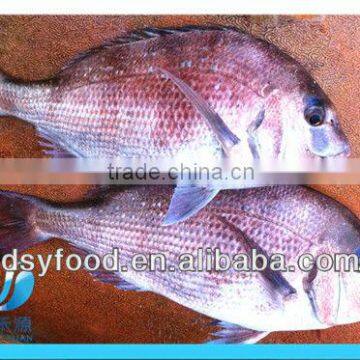 Frozen red whole seabream fish on sale