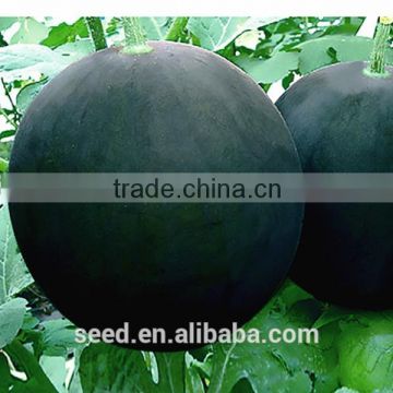 Red Baby glossy black rind mini seedless watermelon seeds