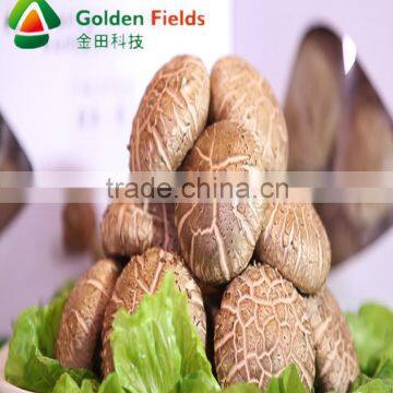 2016 new flavour seasoned shiitake mushrooms cultivation spawn