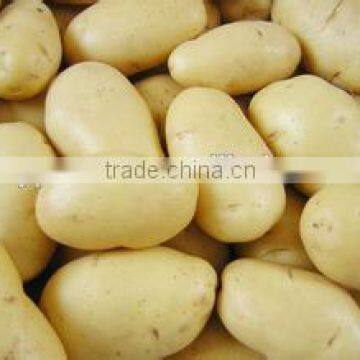 New Crop Sugar Free Potato With High Quality