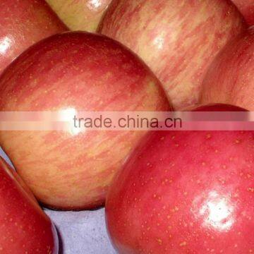 Supply Fresh fuji apple for sale