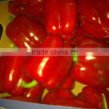 Fresh Capsicum