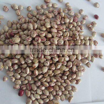CHITEE BEANS photo-2