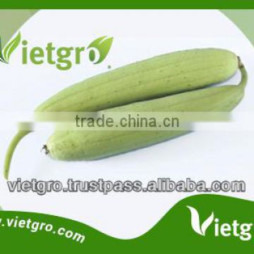 Viet Nam High Quality Hybrid Luffa Seed VGL01