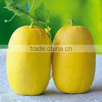 Hybrid sweet melon cantaloupe seeds for sale 313