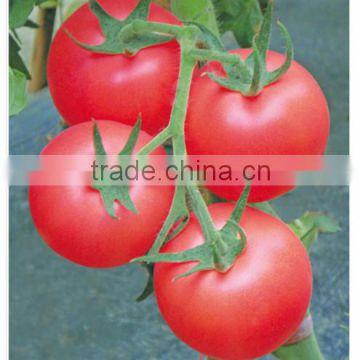 Hybrid F1 Indeterminate growth Cold Resistance Good Firmness Pink Heirloom Tomatoes Seeds For Growing- New Noble