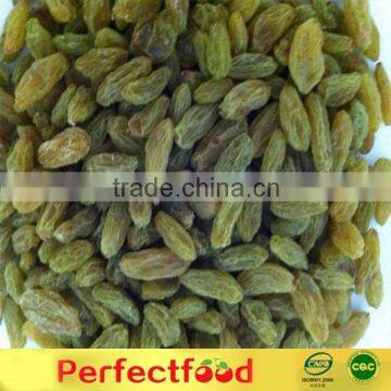 High quality sweet and new crop dried green raisin