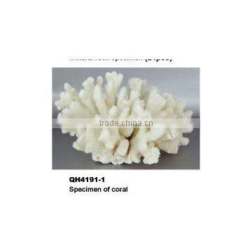 Specimen of coral