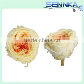 Luxury White With Orange Preserved Austin Rose Flower Head Preserved Flower Arrangement photo-4