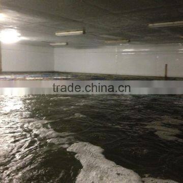 Live Canadian Lobster photo-5