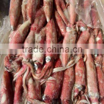 natural seafood loligo squid BQF