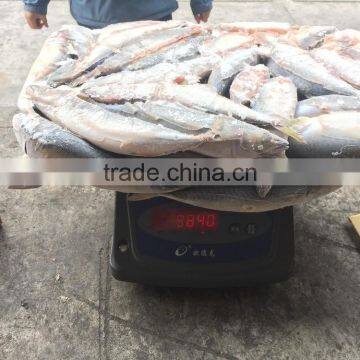 Hot Sales High Quality BQF Frozen Pacific Mackere photo-2