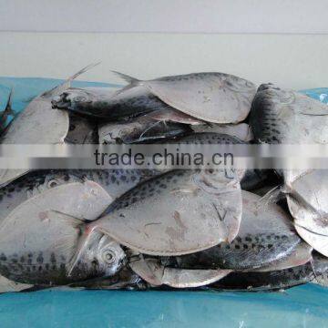frozen moon fish (Frozen Mene Maculata)