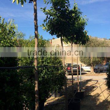 Citrus Aurantium photo-3