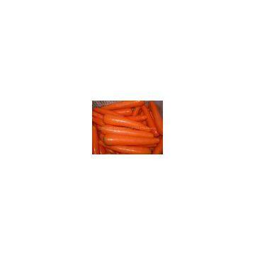 FRESH CARROT