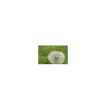 Dandelion Extract/Taraxacum officinale