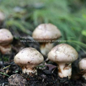 Agaricus Blazei Extract health supplement