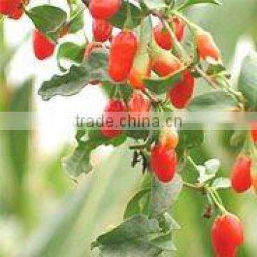 Organic Dried Goji Berry