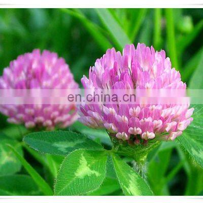Hot Sale Red Clover Extract