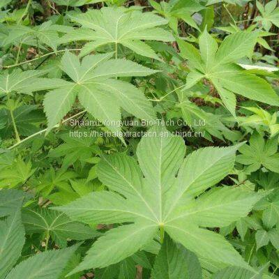 Sweet Tea Extract, Rubusoside 90% HPLC, Rubus Suavissimus leaf Extract, Yongyuan Bio