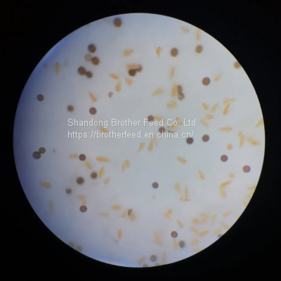 Good Quality High Hatch Rate Premium Bohai BBS Artemia Cysts Brine Shrimp Eggs photo-4