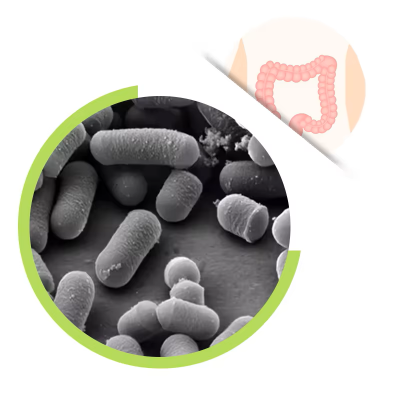 Pure Lactobacillus Plantarum Bacteria 100 Billion Cfu/gram Probiotics Regulate The Gut