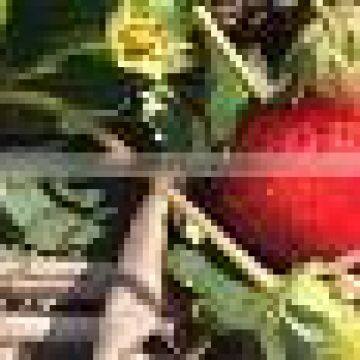 Organic Fresh Strawberries photo-2