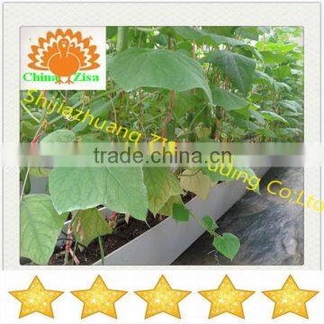 Design HDPE vegetables and flower greenhouse growing tray