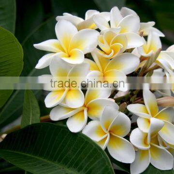 Dried Plumeria, Frangipani, Indonesia photo-2