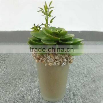 decorative mini succulent plants bonsai for indoor decorations