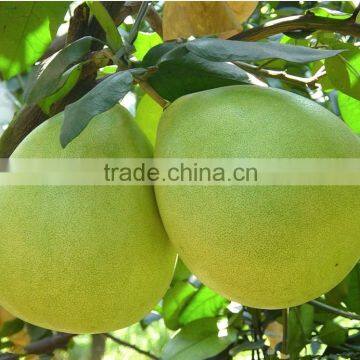 Good Quality new frsh shaddock grapefruit (honey pomelo) for sale