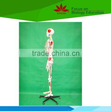 With Colored Muscle and Ligament 170 Huamn Skeleton Medical Model photo-3