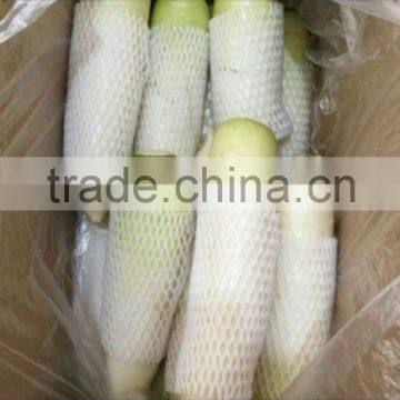 Mooli White Raddish Exporter